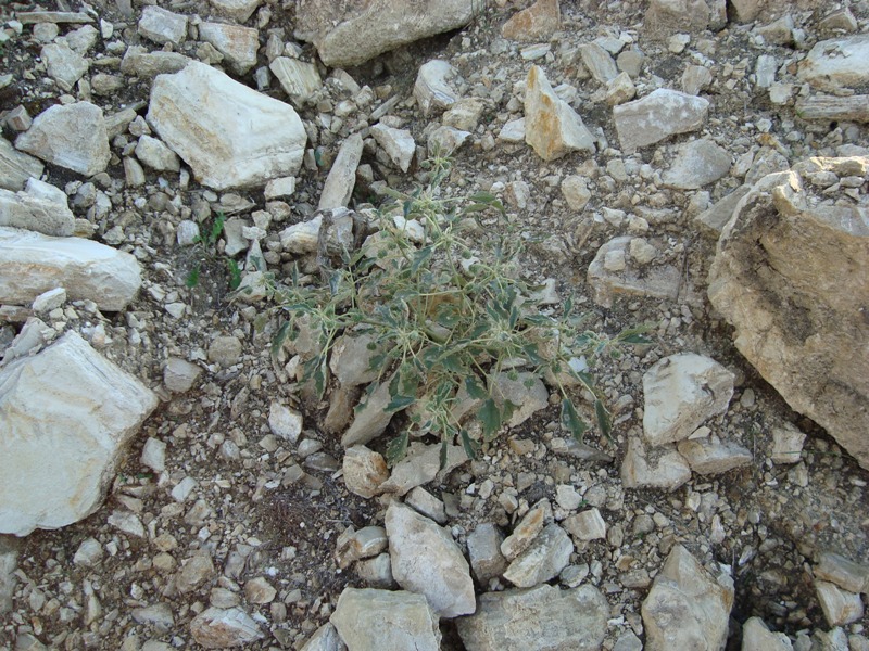 Chrozophora tinctoria
